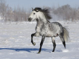 Grey Andalusian Stallion Trotting in Snow, Longmont, Colorado, USA Prints by Carol Walker