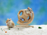 Gerbil at Play Prints by Steimer 