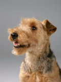 Welsh Terrier Posters by Petra Wegner