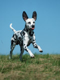 Juvenile Dalmatian Dog Running Outdoors Posters par Petra Wegner