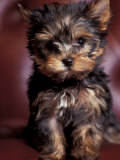 Yorkshire Terrier Puppy Portrait Posters by Adriano Bacchella