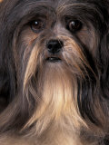Lhasa Apso Portrait Posters par Adriano Bacchella
