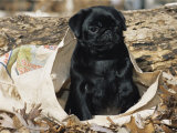 Pug Puppy in Sacking, USA Affiche par Lynn M. Stone