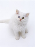 Domestic Cat, Odd-Eyed White Persian-Cross Kitten Looking Up Posters par Jane Burton