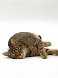 Domestic Cat, Striped Tabby Male Lying on Side Prints by Jane Burton
