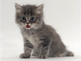 Domestic Cat, Fluffy Tabby Kitten Miaowing Prints by Jane Burton