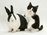 Black Dutch Rabbit with Black-And-White Kitten Posters par Jane Burton
