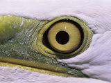Great Egret, Close up of Eye, Pusztaszer, Hungary Photographie par Bence Mate