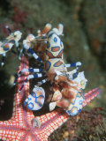 Harlequin Shrimp, Starfish Prey, Upside Down to Prevent It from Escaping, Andaman Sea, Thailand Prints by Georgette Douwma