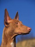 Pharoah Hound Profile Portrait Photo by Adriano Bacchella