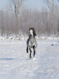 Grey Andalusian Stallion Cantering in Snow, Longmont, Colorado, USA Photo by Carol Walker