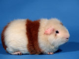 Red and White Rex Guinea Pig Affiches par Petra Wegner