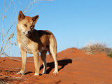 Dingo on Sand Dunes, Northern Territory, Australia Photographie par Bartussek 
