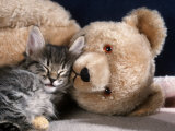 Norwegian Forest Kitten Asleep with Teddy Bear Poster von Petra Wegner