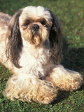Shih Tzu Lying on Grass with Facial Hair Cut Short and Showing Hairy Paws Posters by Adriano Bacchella