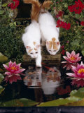 Domestic Cat, Two Turkish Van Kittens Watch and Try to Catch Goldfish in Garden Pond Posters par Jane Burton