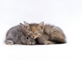 Domestic Cat, Silver Tortoiseshell Kitten with Silver Dwarf Lop Eared Rabbit Posters av Jane Burton