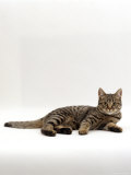 Domestic Cat, Tabby Chinchilla Burmese Cross Prints by Jane Burton