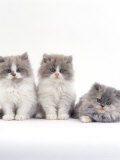 Domestic Cat, 9-Week, Persian-Cross, Lilac Bicolour and Blue Cream Kittens Prints by Jane Burton
