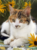 4-Months, Portrait of Tabby-Tortoiseshell-And-White Female Lying on Garden Table with Coneflowers Posters by Jane Burton