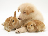 White German Shepherd Dog Puppy with Sandy Lop Baby Rabbits Posters by Jane Burton