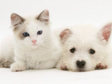 Ragdoll Kitten with West Highland White Terrier Puppy Plakater av Jane Burton