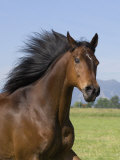 Bay Thoroughbred, Gelding, Longmont, Colorado, USA Prints by Carol Walker