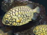 Pineconefish, Seattle Aquarium, USA Pósters por Georgette Douwma Pineconefish, Seattle Aquarium, USA Pósters por Georgette Douwma