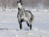 Grey Andalusian Stallion Trotting in Snow, Longmont, Colorado, USA Posters by Carol Walker