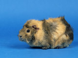 Three Red Abyssinian Guinea Pigs Prints by Petra Wegner