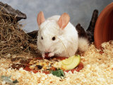 White Long-Tailed Chinchilla Posters par Steimer 