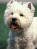 West Highland Terrier / Westie Panting Posters par Adriano Bacchella
