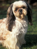 Shih Tzu with Facial Hair Cut Short Print by Adriano Bacchella