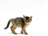 Domestic Cat, 7-Week Usual Abyssinian Kitten Poster by Jane Burton