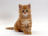 Domestic Cat, 8-Weeks, Fluffy Ginger Male Kitten Photo by Jane Burton