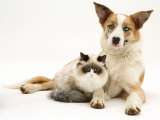 Fluffy Kitten Cuddled up with Dog Fotografía por Jane Burton Fluffy Kitten Cuddled up with Dog Fotografía por Jane Burton