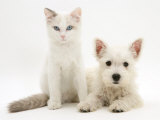 Ragdoll Kitten with West Highland White Terrier Puppy Poster par Jane Burton
