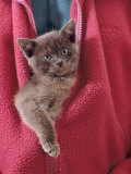 Person Carrying Domestic Cat, Blue Burmese Kitten Zipped into Jacket Póster por Jane Burton
