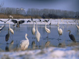 Great Egrets, and Grey Herons, on Frozen Lake, Pusztaszer, Hungary Poster par Bence Mate