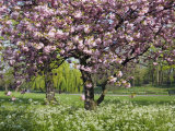 Cherry Tree, in Blossom, Regents Park, London, UK Poster by Georgette Douwma