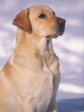 Labrador Retriever Portrait in Snow Prints by Adriano Bacchella