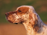 English Setter Profile Poster by Adriano Bacchella