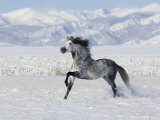 Grey Andalusian Stallion Trotting in Snow, Longmont, Colorado, USA Poster by Carol Walker