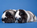 Two Sheltie Guinea Pigs Posters by Petra Wegner