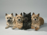 Cairn-Terrier Foto von Petra Wegner