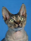Head of Devon Rex Cat Affiches par Petra Wegner