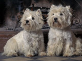 Domestic Dogs, Two West Highland Terriers / Westies Sitting Together Fotografía por Adriano Bacchella Domestic Dogs, Two West Highland Terriers / Westies Sitting Together Fotografía por Adriano Bacchella