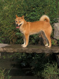 Shiba Inu Standing on a Bridge Photo by Adriano Bacchella