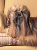 Lhasa Apso Sitting on Couch with Hair Plaited Prints by Adriano Bacchella