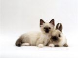 Seal-Point Birman Kitten with Baby Seal-Point Netherland Dwarf Rabbit, Colour Coordinated Posters by Jane Burton